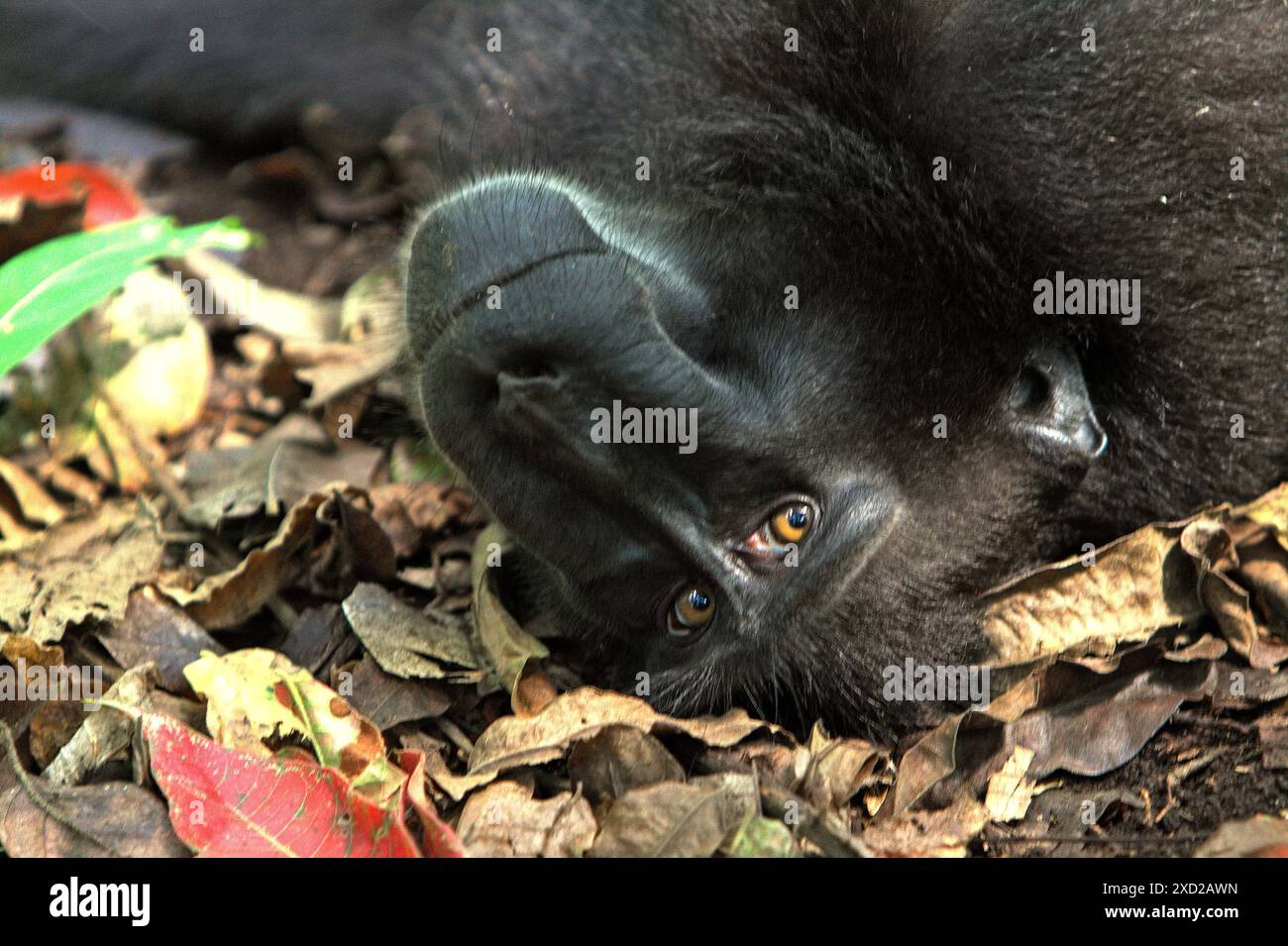 Un macaque à crête noire Sulawesi (Macaca nigra) regarde la caméra alors qu'il est couché sur le sol dans la réserve naturelle de Tangkoko, dans le nord du Sulawesi, en Indonésie. Banque D'Images