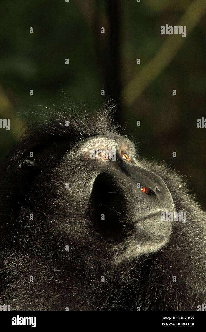 Macaque à cragoût noir (Macaca nigra) de Sulawesi mâle dans la réserve naturelle de Tangkoko, au nord de Sulawesi, en Indonésie. Banque D'Images