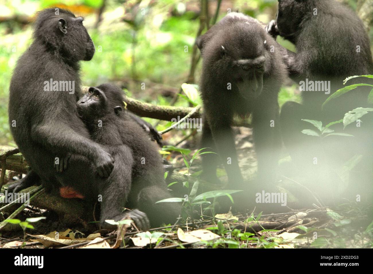 Un groupe de macaques à crête noire Sulawesi (Macaca nigra) dans la réserve naturelle de Tangkoko, Sulawesi du Nord, Indonésie. Banque D'Images