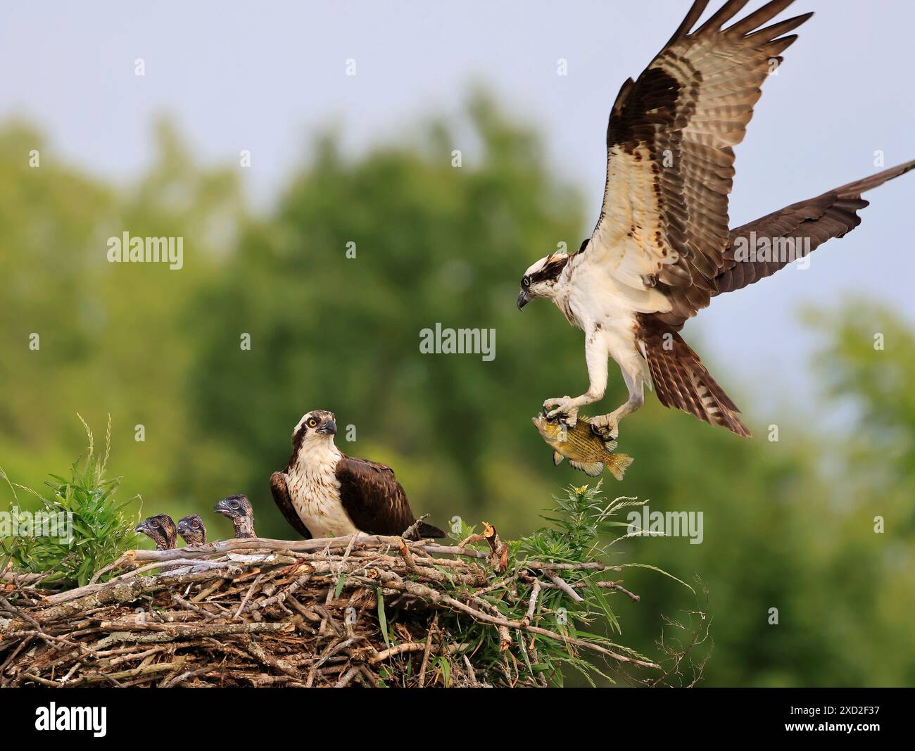 Famille Osprey dans le nid, le mâle débarque avec un poisson, Canada Banque D'Images