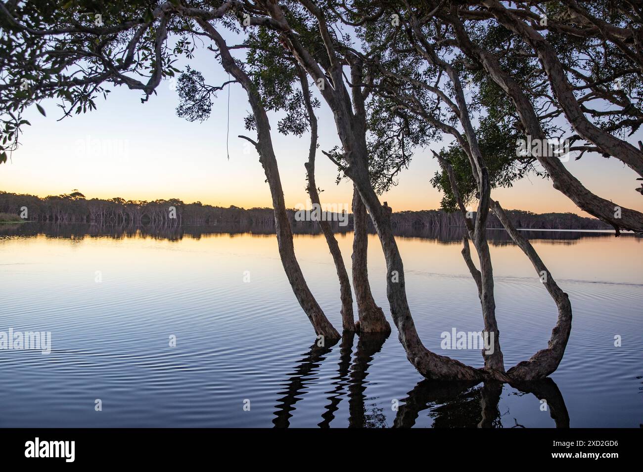 Lac Ainsworth, Lennox Head en Nouvelle-Galles du Sud, lac coloré teinté par des arbres melaleuca, Australie Banque D'Images