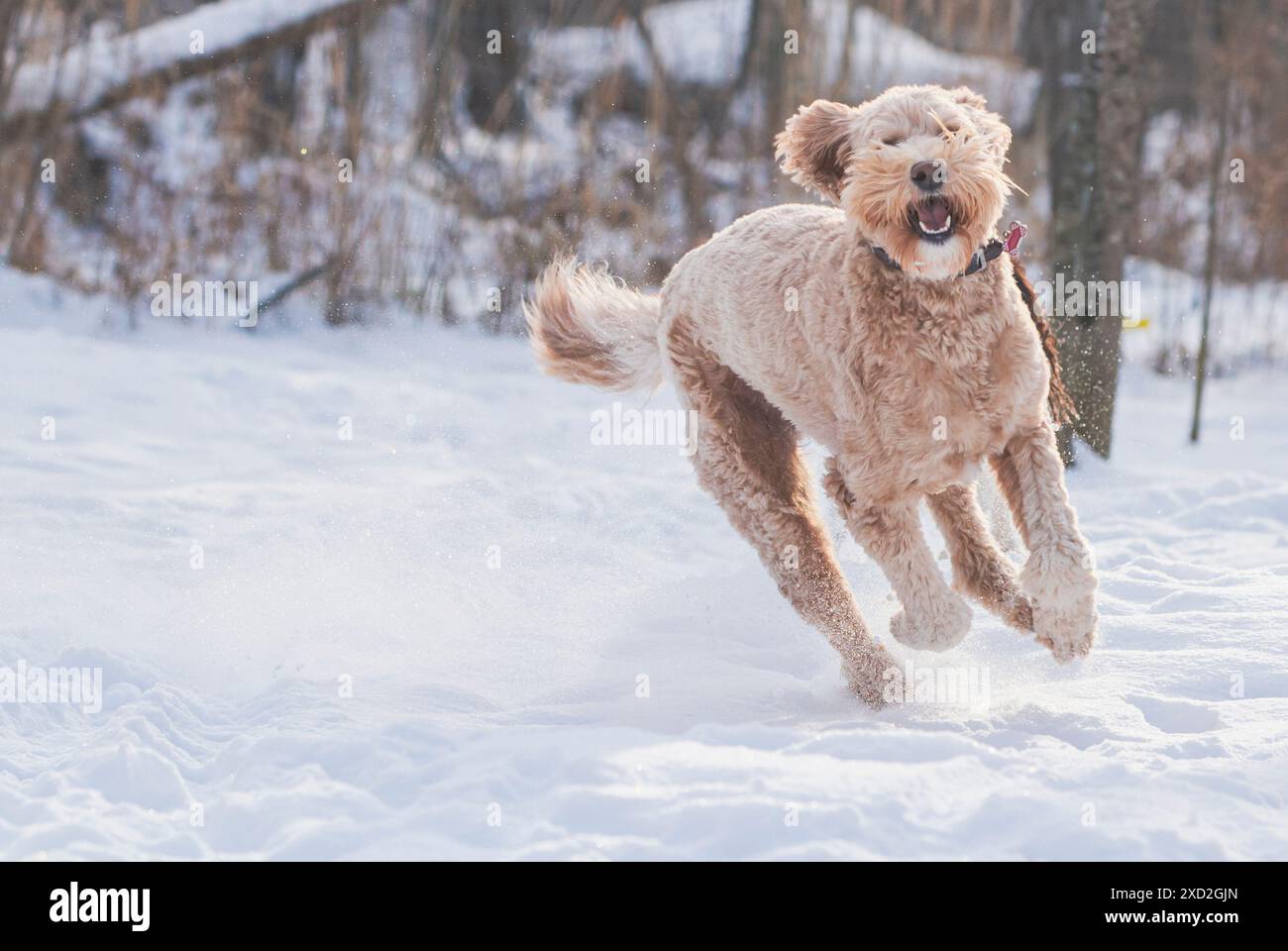 Happy Golden Doodle traverse un champ enneigé. Banque D'Images