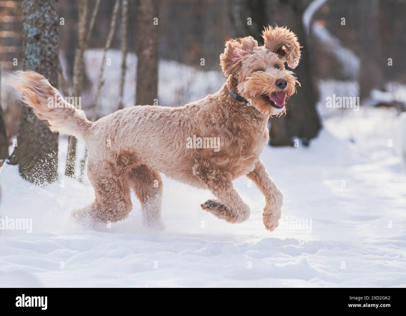 Happy Golden Doodle traverse un champ enneigé. Banque D'Images