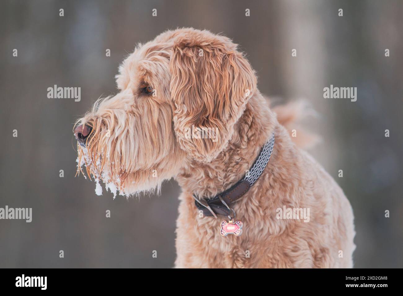 Happy Golden Doodle traverse un champ enneigé. Banque D'Images