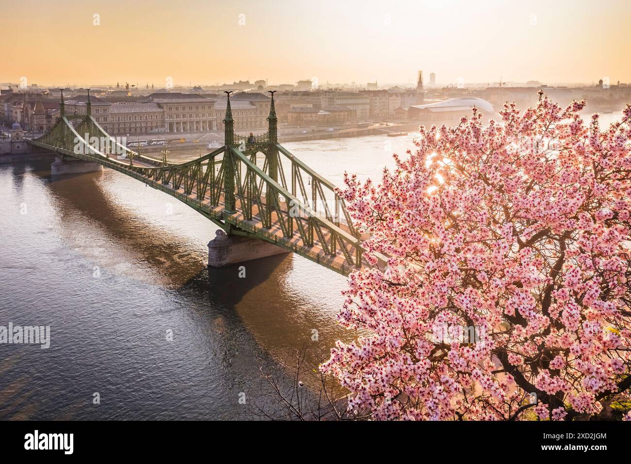 Budapest, Hongrie - la magnifique floraison de l'amandier de la colline Gellért par un matin ensoleillé de printemps avec le pont de la liberté en arrière-plan Banque D'Images