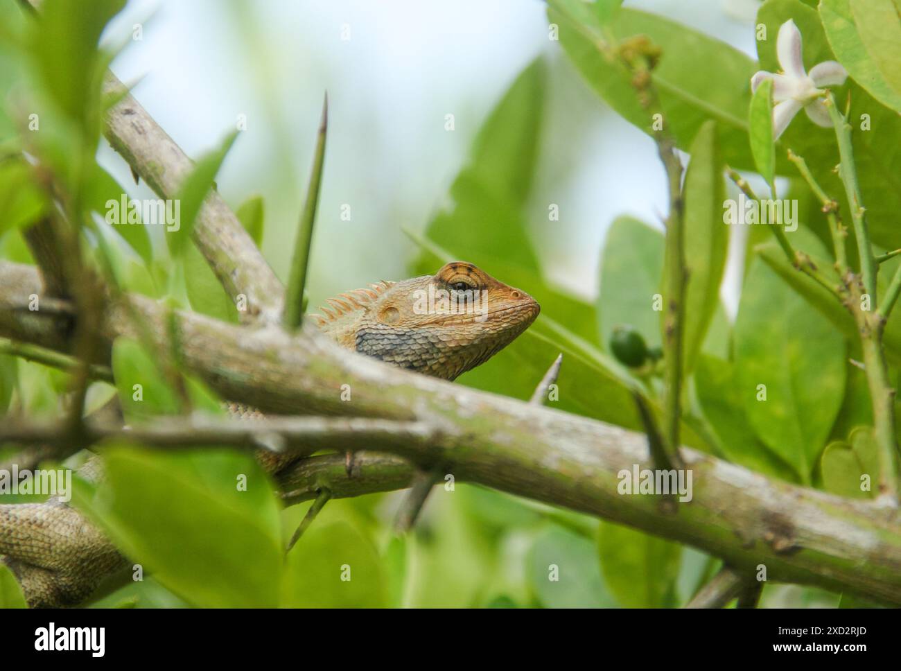 Jardin Chameleon ou calotes versicolor qui est sur une branche d'arbre de chasse pour les insectes Banque D'Images