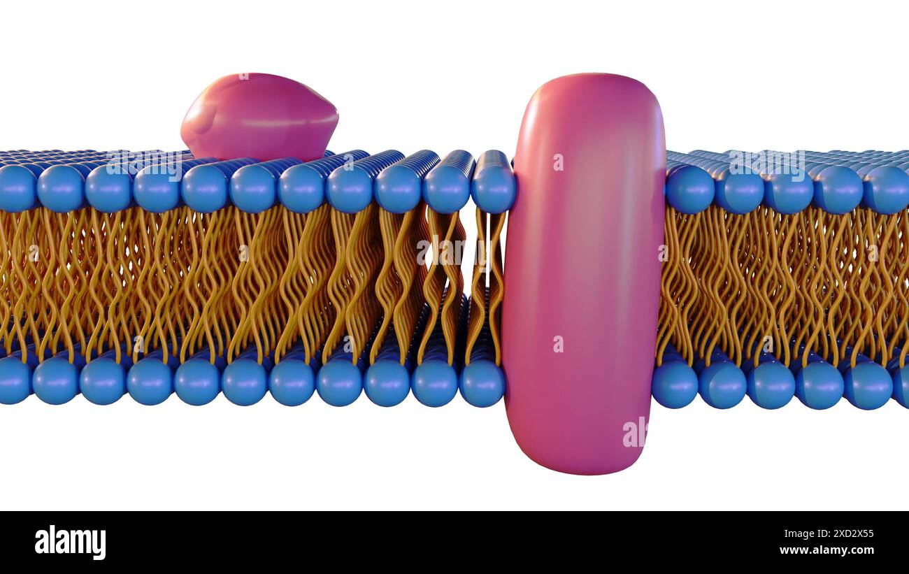 le rendu 3d de la monocouche lipidique est un type de membrane cellulaire dans laquelle les lipides sont disposés en une seule couche, plutôt que la bicouche typique. Banque D'Images