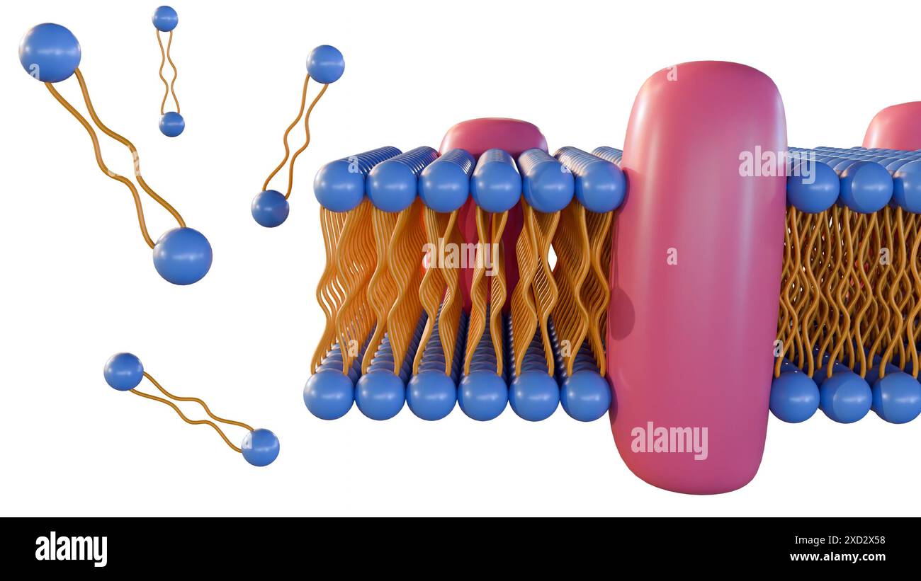 le rendu 3d de la monocouche lipidique est un type de membrane cellulaire dans laquelle les lipides sont disposés en une seule couche, plutôt que la bicouche typique. Banque D'Images