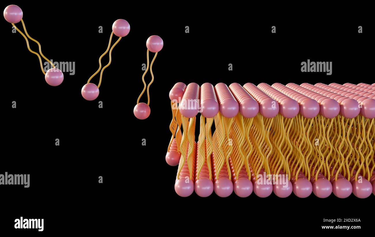 le rendu 3d de la monocouche lipidique est un type de membrane cellulaire dans laquelle les lipides sont disposés en une seule couche, plutôt que la bicouche typique. Banque D'Images