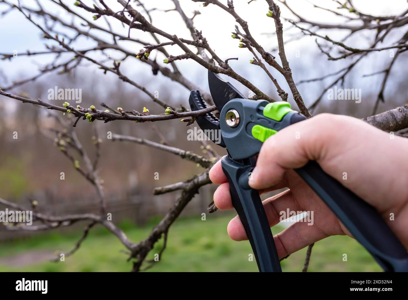 Un jardinier élague un prunier avec des sécateurs dans un jardin printanier. Banque D'Images