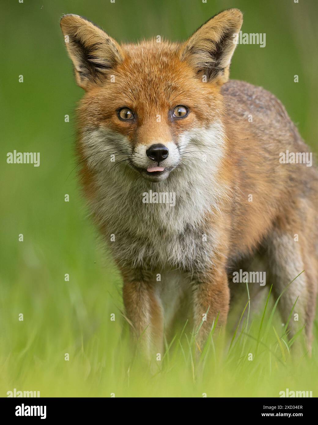Joli renard SURREY des images COMIQUES d'un renard roux effronté soufflant une framboise ont été capturées dans les champs du village de Ash dans le Surrey. Renards rouges Banque D'Images