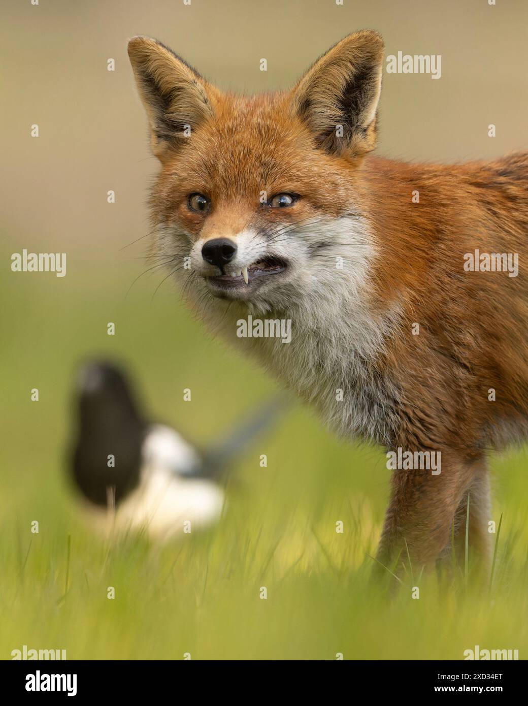Angry Fox SURREY des images COMIQUES d'un renard roux effronté soufflant une framboise ont été capturées dans les champs du village de Ash dans le Surrey. Renards rouges Banque D'Images