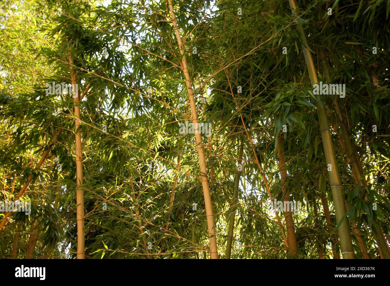 Bamboo, Masone Labarinth, Fontanellato, Parme, Emilia Romagna, Italie. Banque D'Images