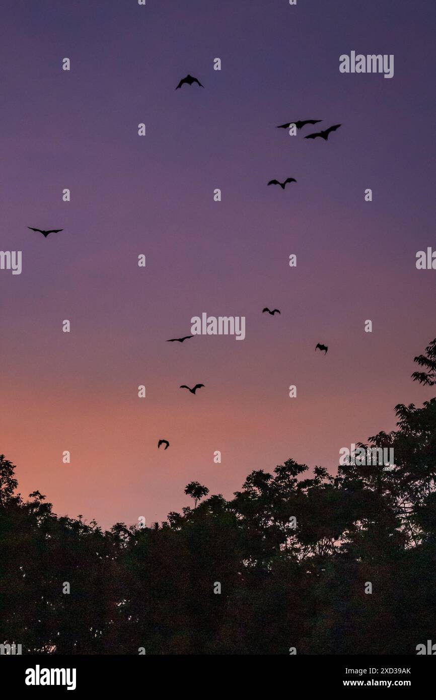 Des renards/chauves volants (Pteropus) survolant des hauts d'arbres au crépuscule, Yungaburra, Queensland, Australie. Banque D'Images