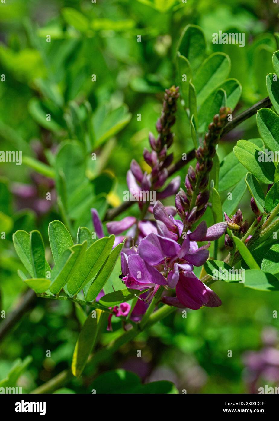 Indigofera tinctoria véritable indigo – racèmes de fleurs roses violettes ressemblant à des pois Banque D'Images