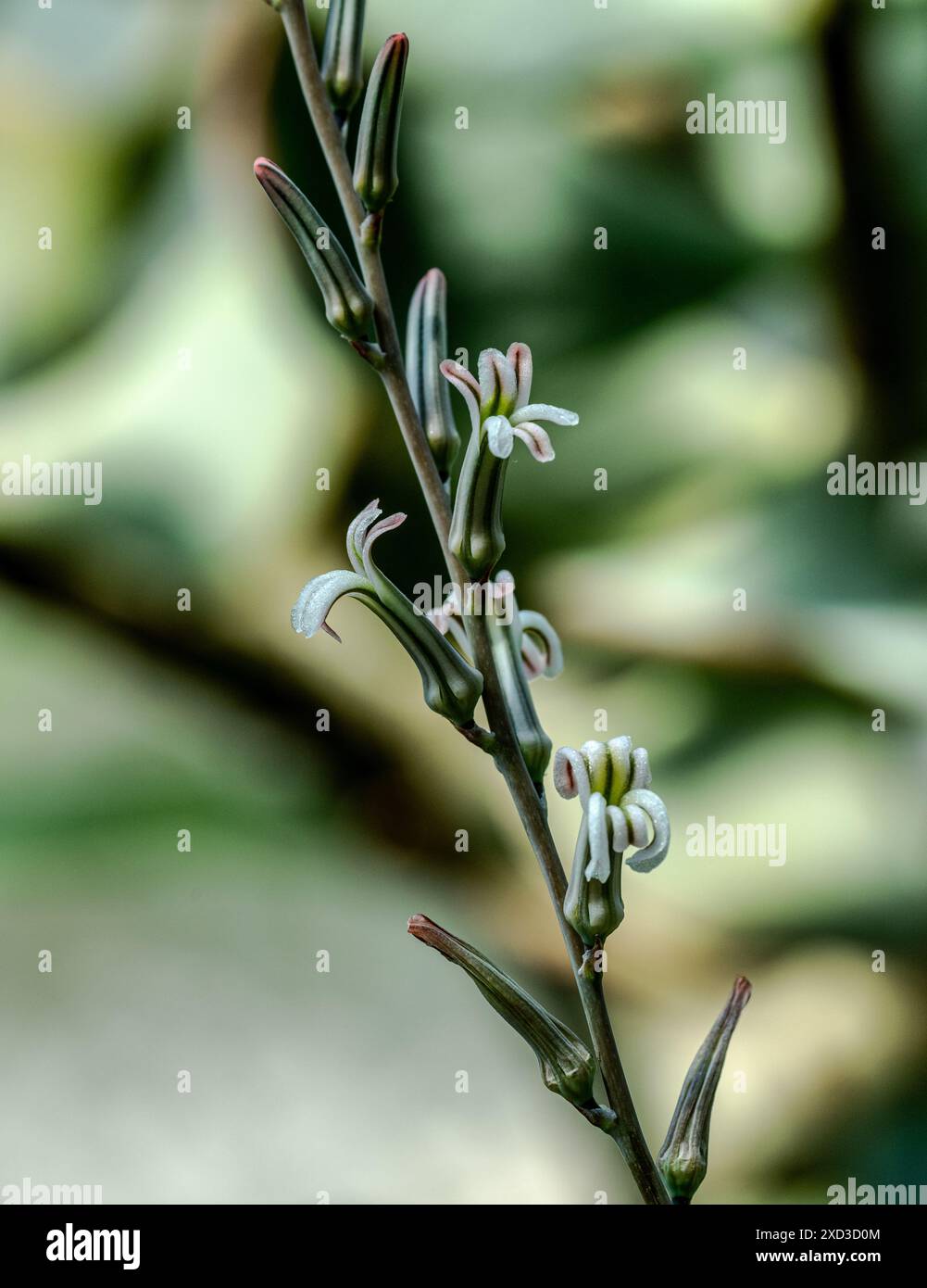 Fleur de cactus Haworthia limifolia. Jardin botanique, kit Karlsruhe, Allemagne, Europe Banque D'Images