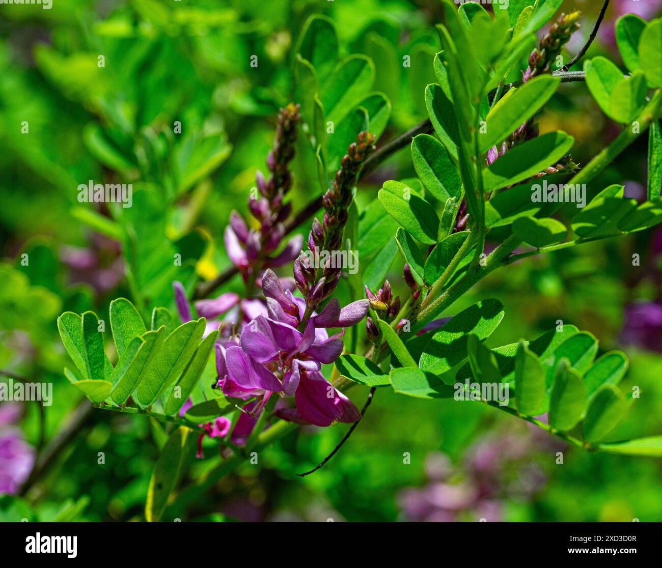 Indigofera tinctoria véritable indigo – racèmes de fleurs roses violettes ressemblant à des pois Banque D'Images