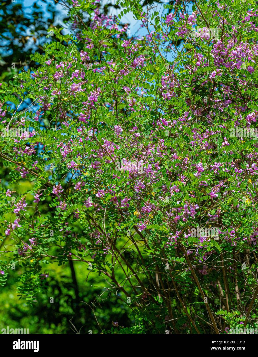 Indigofera tinctoria véritable indigo – racèmes de fleurs roses violettes ressemblant à des pois Banque D'Images