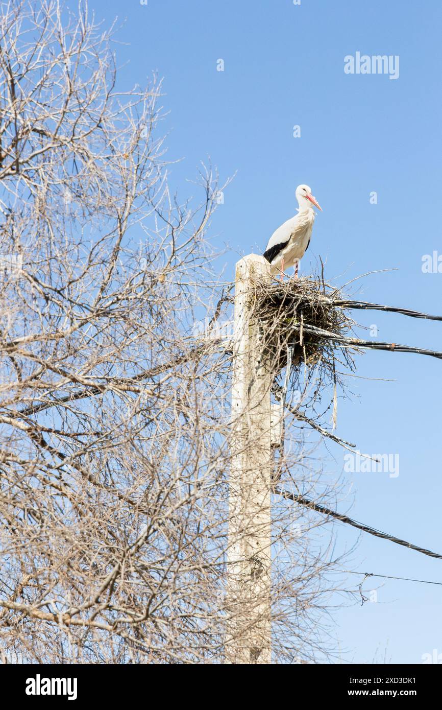 Une seule cigogne se dresse sur son grand nid construit au-dessus d'un poteau utilitaire en bois, avec un ciel bleu clair en arrière-plan et des arbres sans feuilles Banque D'Images