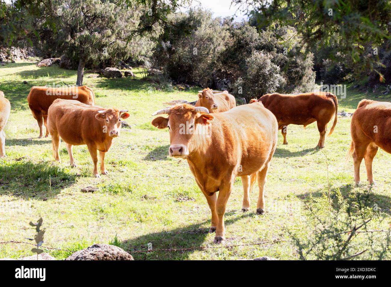 Une scène tranquille d'un troupeau de vaches brunes pâturant sur une prairie luxuriante et verte entourée d'arbres sous un ciel lumineux et ensoleillé, représentant une pastorale sereine Banque D'Images