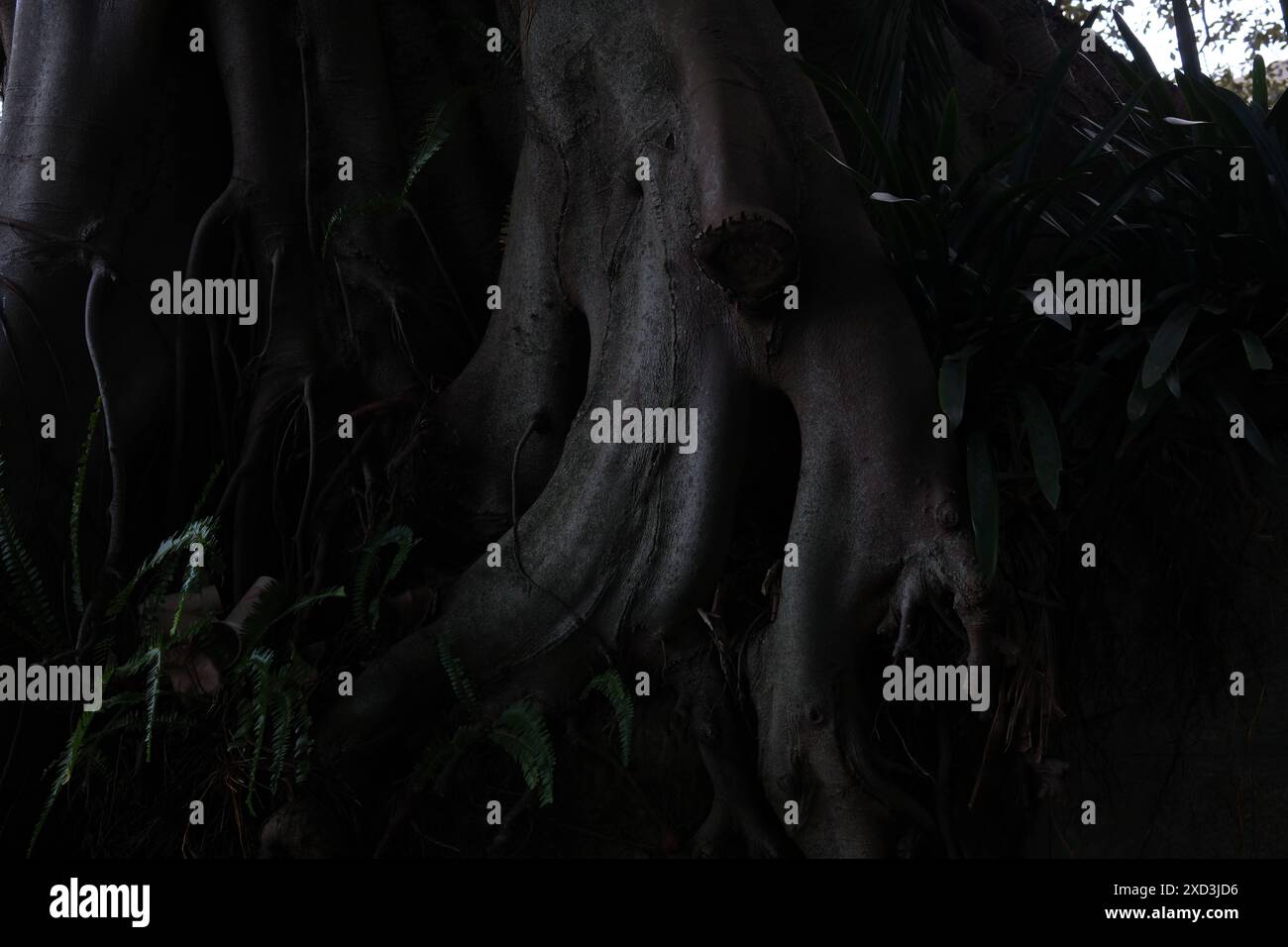 Racines de renfort lourd d'un vieux figuier urbain de Moreton Bay, marathon Steps in Marathon Road, double Bay, Sydney, Australie Banque D'Images