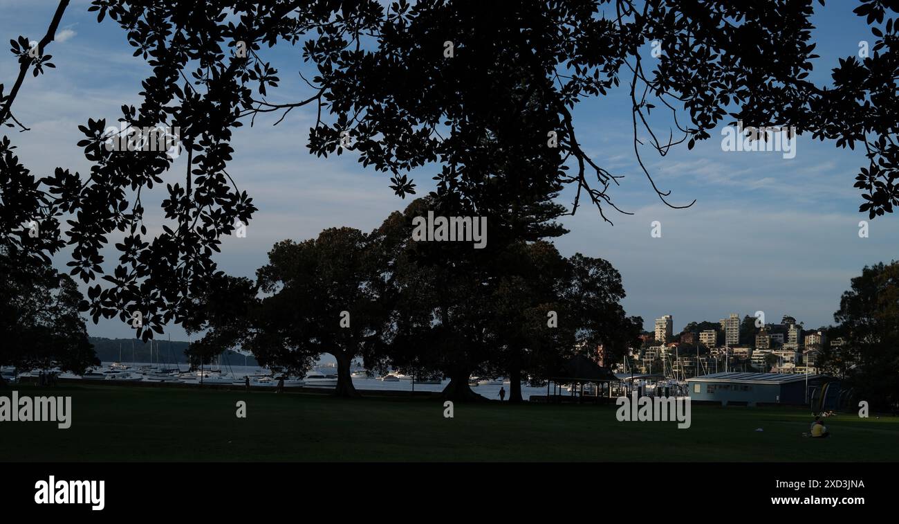 Silhouettes de figuiers de Port Jackson dans Steyne Park encadrant des bateaux amarrés à double Bay sur le port de Sydney dans la lumière de fin d'après-midi. Banque D'Images