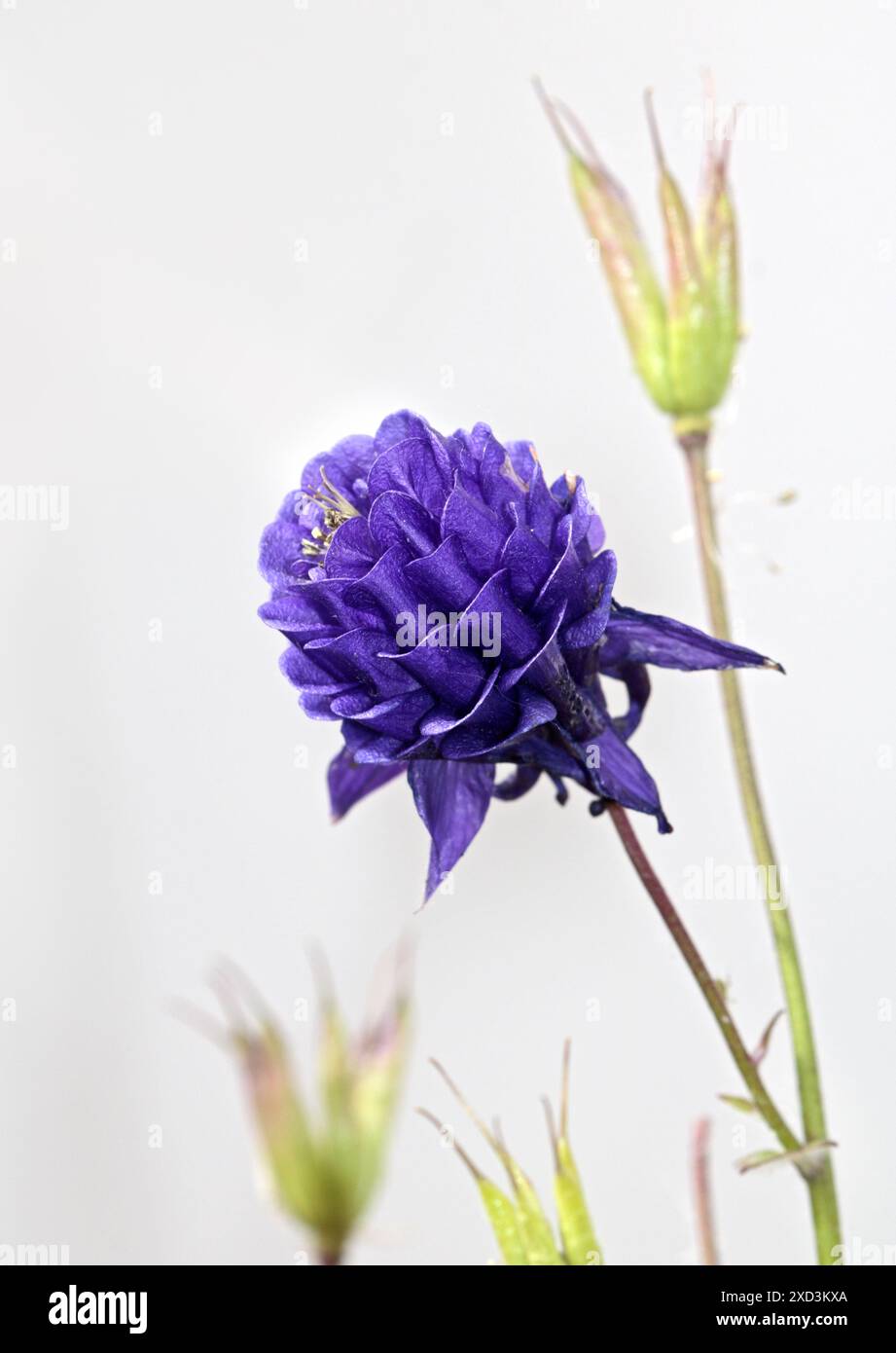 Aquilegia Winky double Ark Bleu Blanc Banque D'Images
