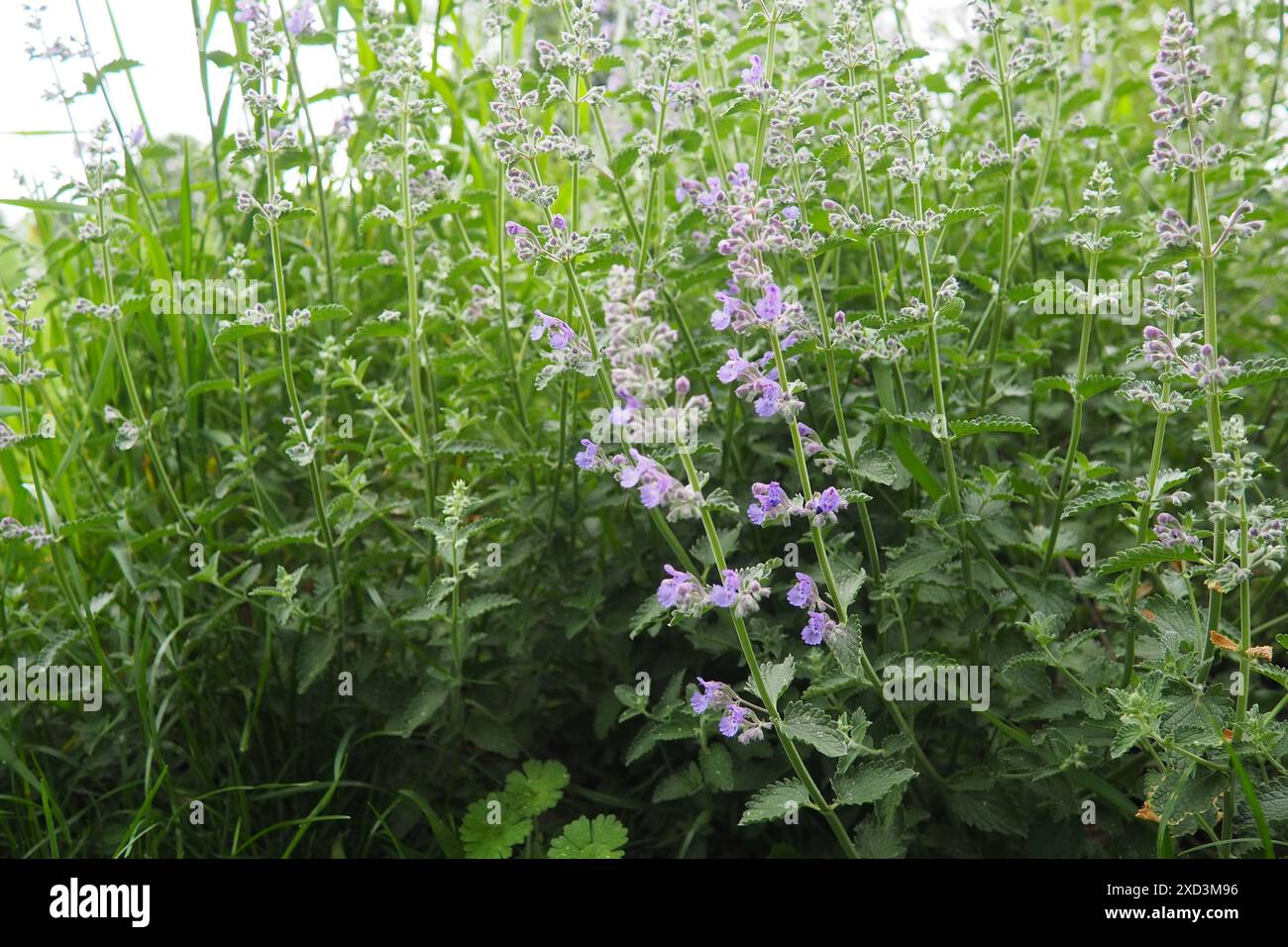 Nepeta faassenii, menthe à fleurs et herbe à chat de Faassen. Les espèces mères sont Nepeta racemosa et Nepeta nepetella. Petit voyous, abondant, deux Banque D'Images