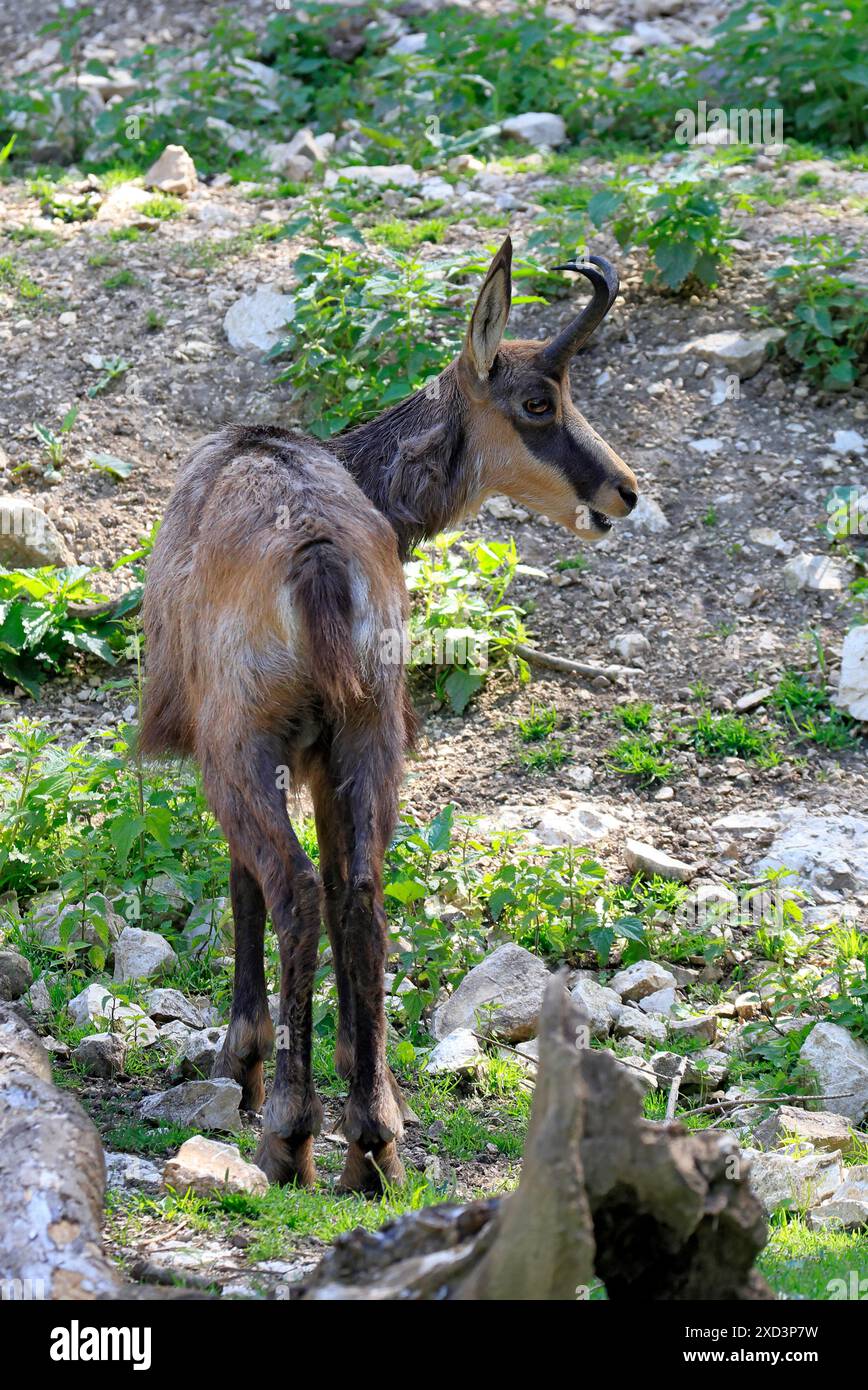 Un chamois dans un environnement rocheux Banque D'Images