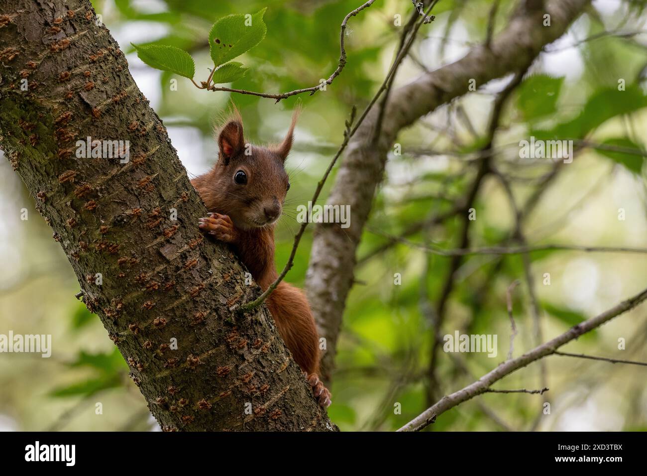 Zoologie / animaux, mammifère (mammalia), ATTENTION! POUR GREETINGCARD-USE / POSTCARD-USE DANS LES PAYS GERMANOPHONES, CERTAINES RESTRICTIONS PEUVENT S'APPLIQUER Banque D'Images