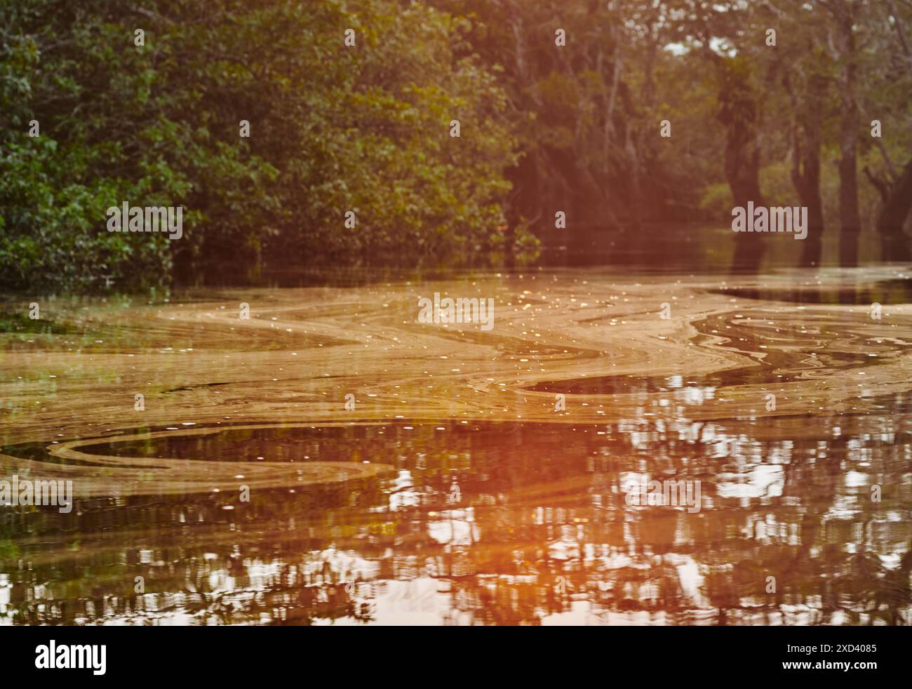 Gros plan de la rivière Still dans la forêt amazonienne, réserve faunique de Cuyabeno, forêt amazonienne, Équateur, Amérique du Sud Banque D'Images