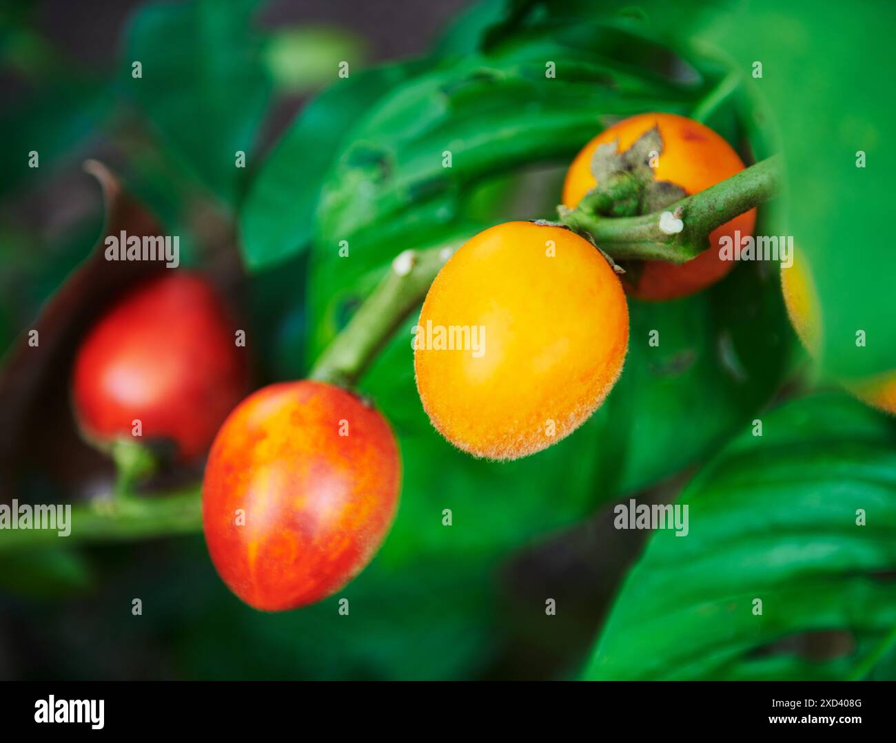 Tomates sur la vigne, Équateur, Amérique du Sud Banque D'Images