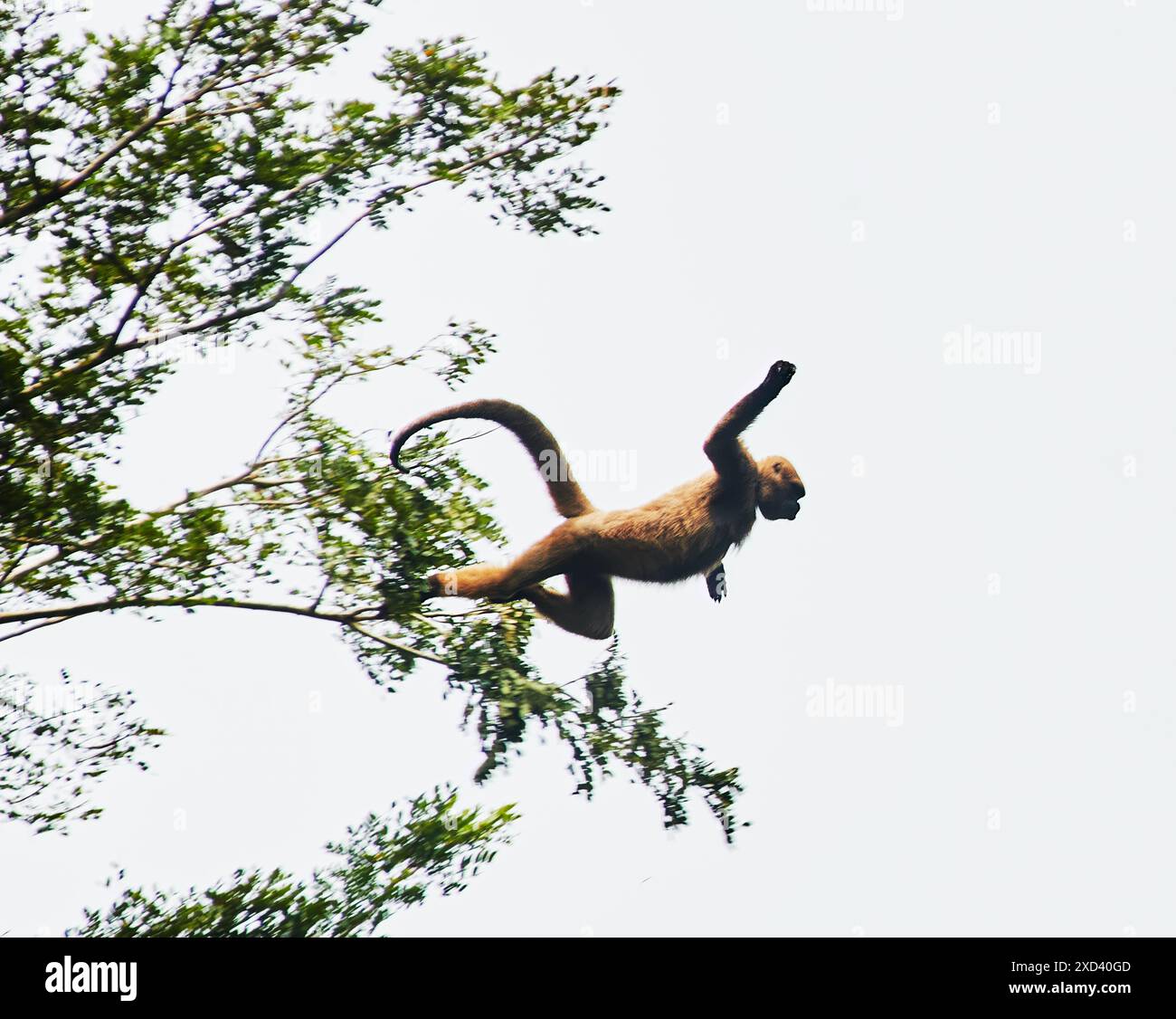 Singe laineux sautant d'arbre en arbre dans la réserve faunique de Cuyabeno, forêt amazonienne, Équateur, Amérique du Sud Banque D'Images