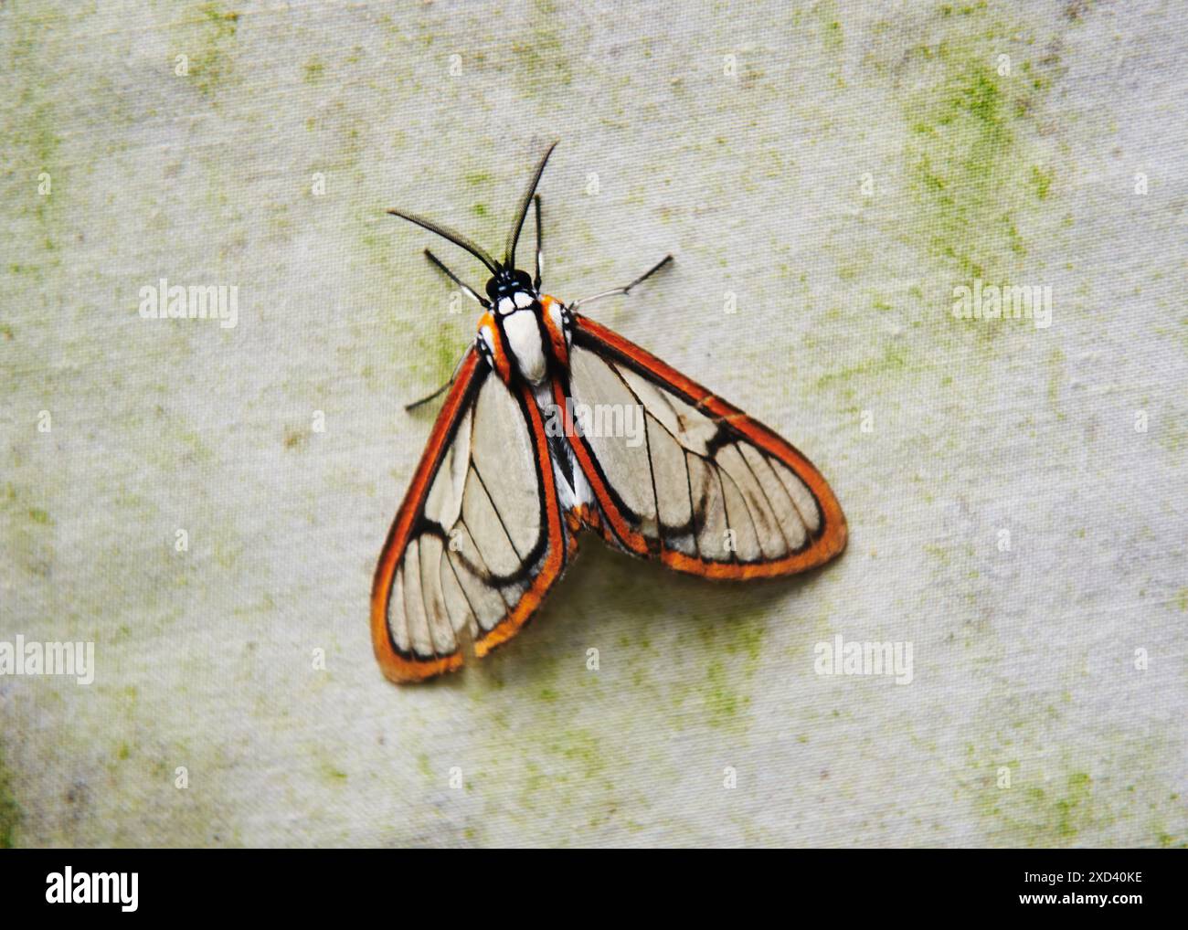 Mites dans la forêt nuageuse de Maquipucuna, Équateur, Amérique du Sud Banque D'Images