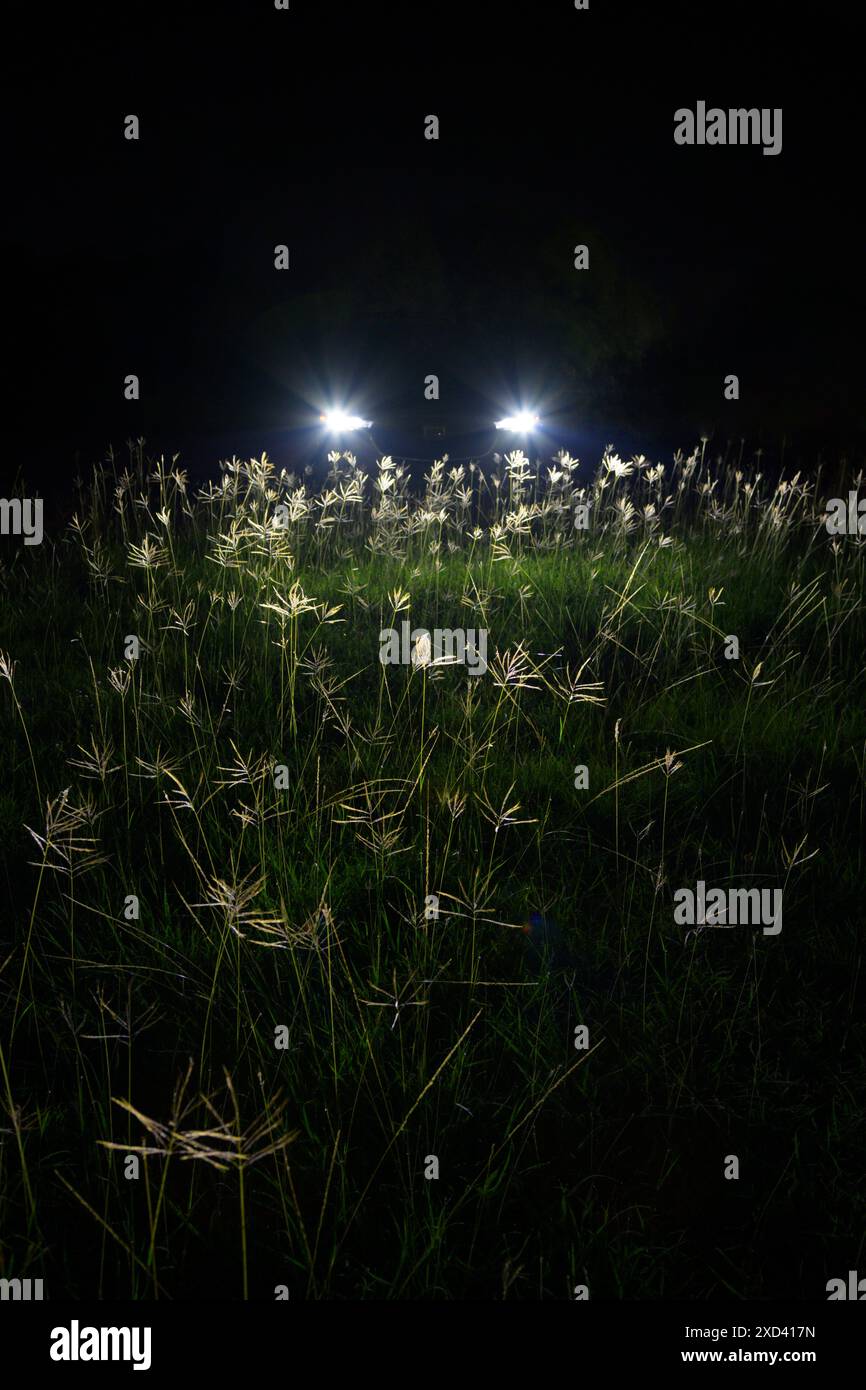 Rencontrant la nature sauvage, un véhicule a soppé hors de la route la nuit, devant les hautes herbes, Texas, États-Unis. Banque D'Images