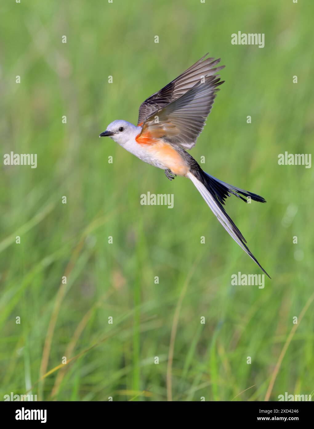 Attrape-mouches à queue en ciseaux (Tyrannus forficatus) survolant les zones humides côtières, Galveston, Texas, États-Unis. Banque D'Images