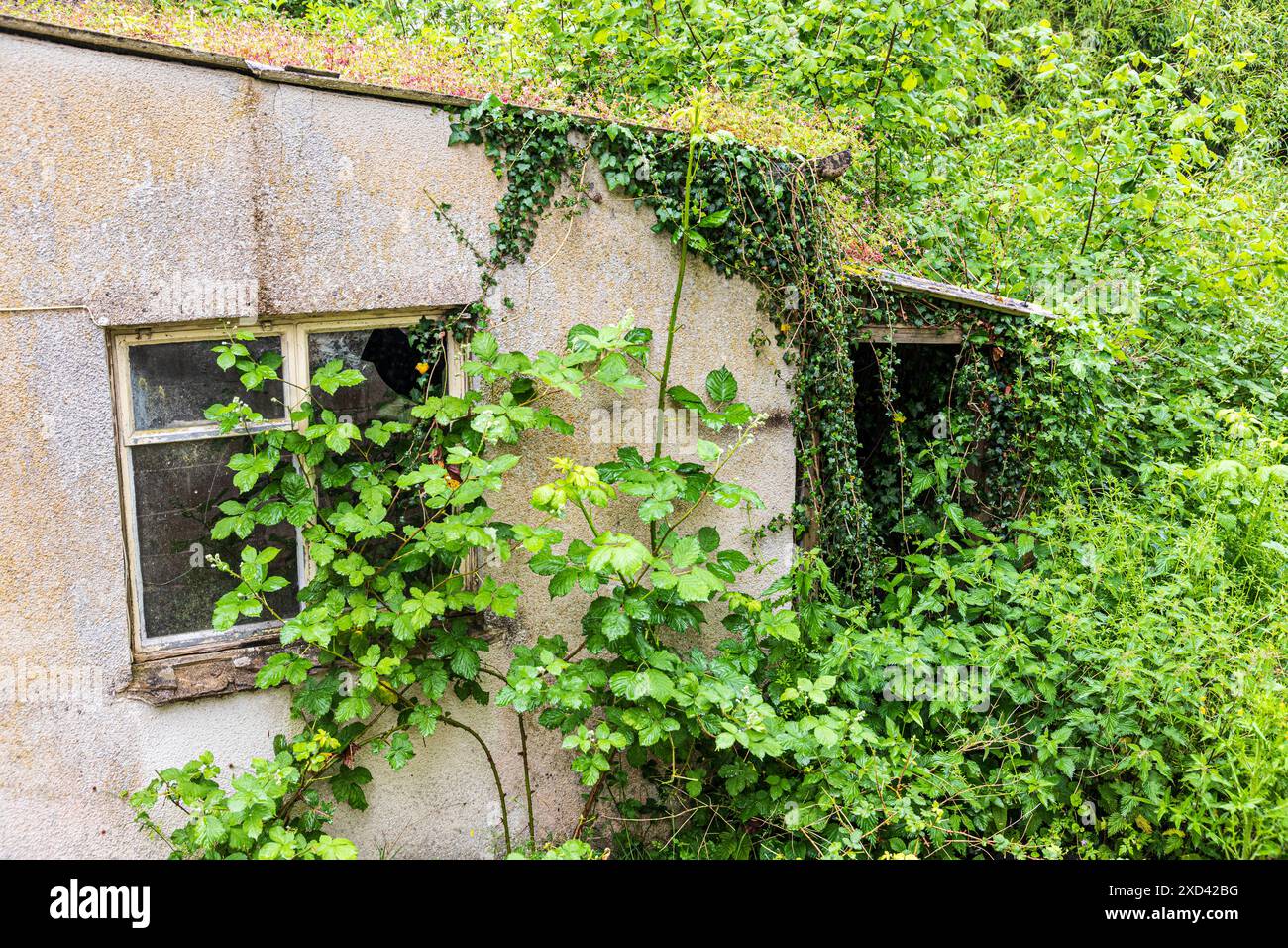 Bâtiment négligé et abandonné envahi de ronces Banque D'Images