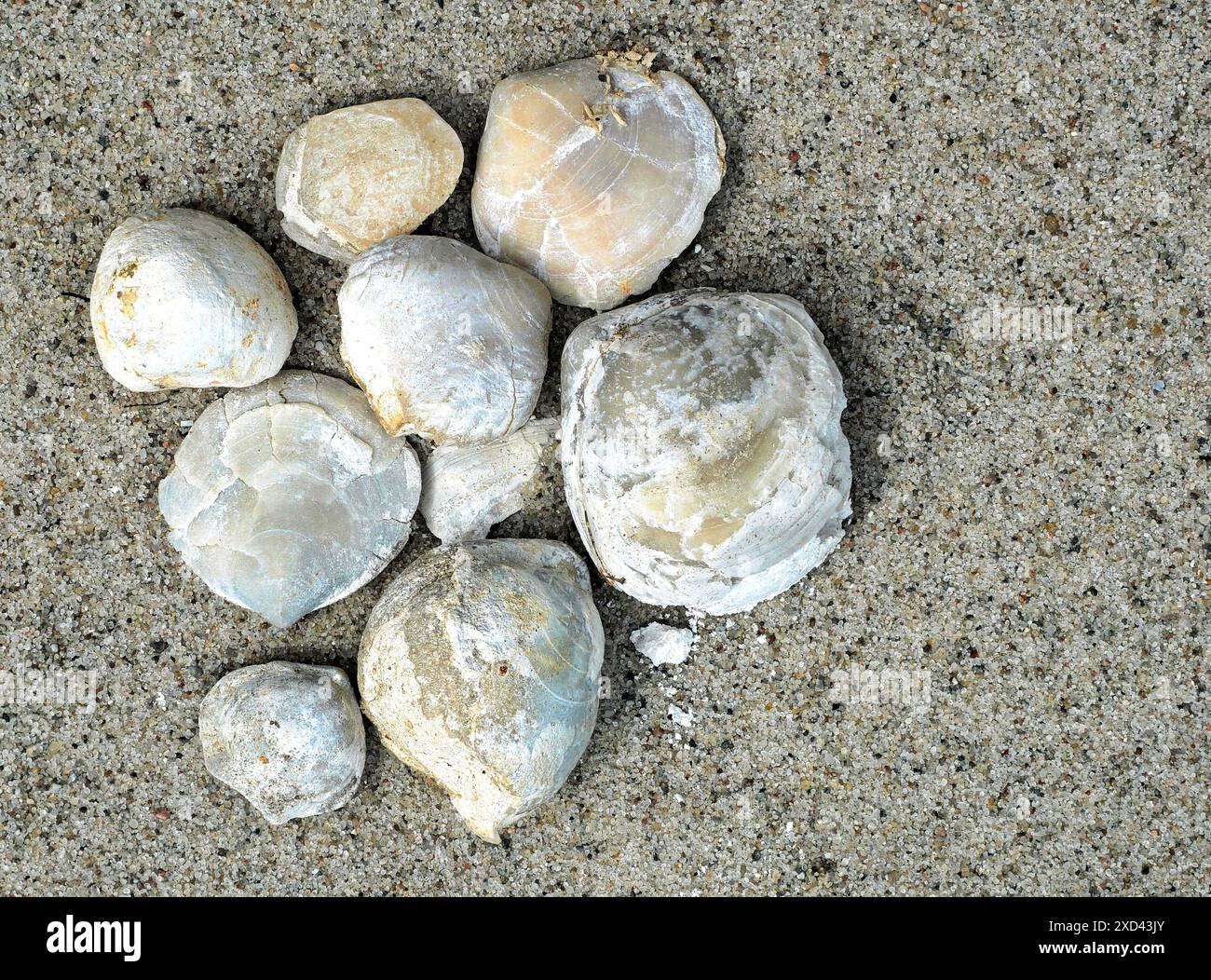 Les céphalopodes fossiles sont scientifiquement précieux et font l'objet de recherches intensives sur le développement dans la région de la mer Baltique. Banque D'Images