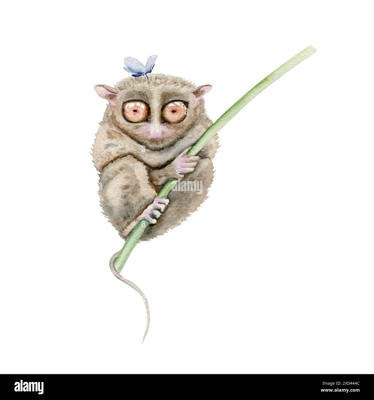 Tarsier avec un insecte papillon bleu. Peinture à l'aquarelle dessinée à la main d'animaux indigènes en voie de disparition des Philippines. Petit primate semblable à un lémurien avec de grands yeux Banque D'Images Tarsier avec un insecte papillon bleu. Peinture à l'aquarelle dessinée à la main d'animaux indigènes en voie de disparition des Philippines. Petit primate semblable à un lémurien avec de grands yeux Banque D'Images