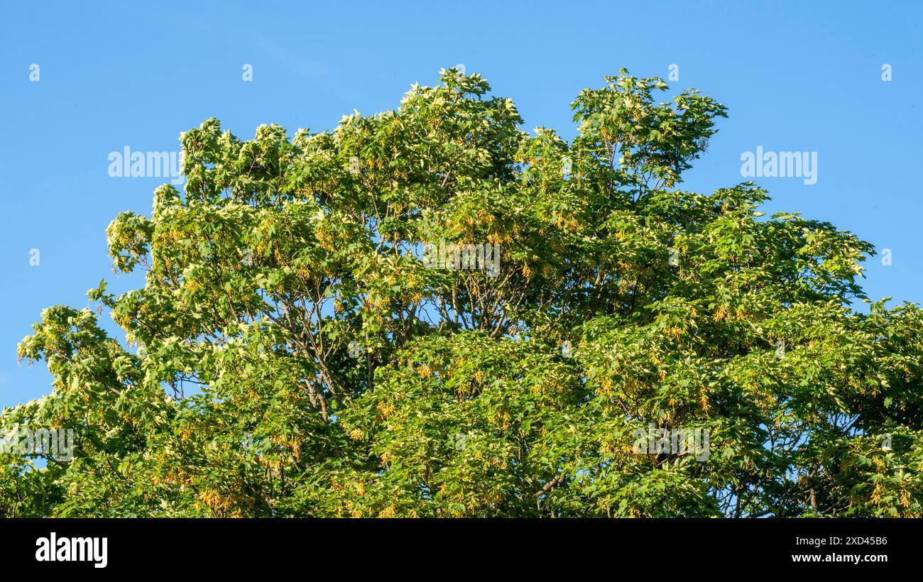Vent dans un arbre d'érable (Acer platanoides) feuille et fruit à Ystad, Scania, Suède, Scandinavie Banque D'Images