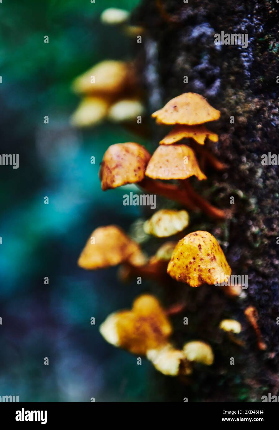 Champignons poussant sur un arbre dans la réserve faunique de Cuyabeno, forêt amazonienne, Équateur, Amérique du Sud Banque D'Images