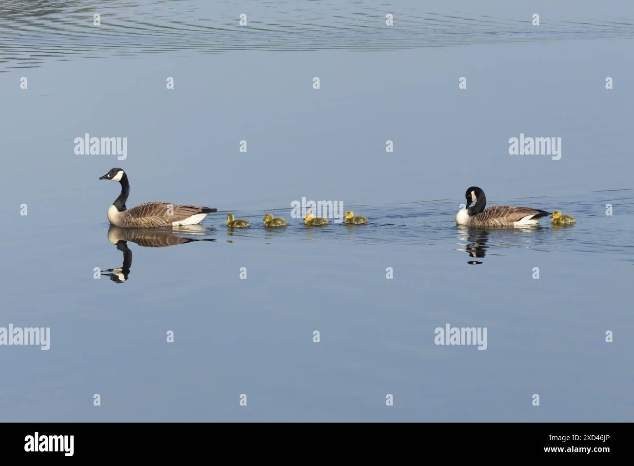 OIE du Canada (Branta canadensis) famille de deux oiseaux adultes et de cinq oisons juvéniles sur un lac, Angleterre, Royaume-Uni Banque D'Images