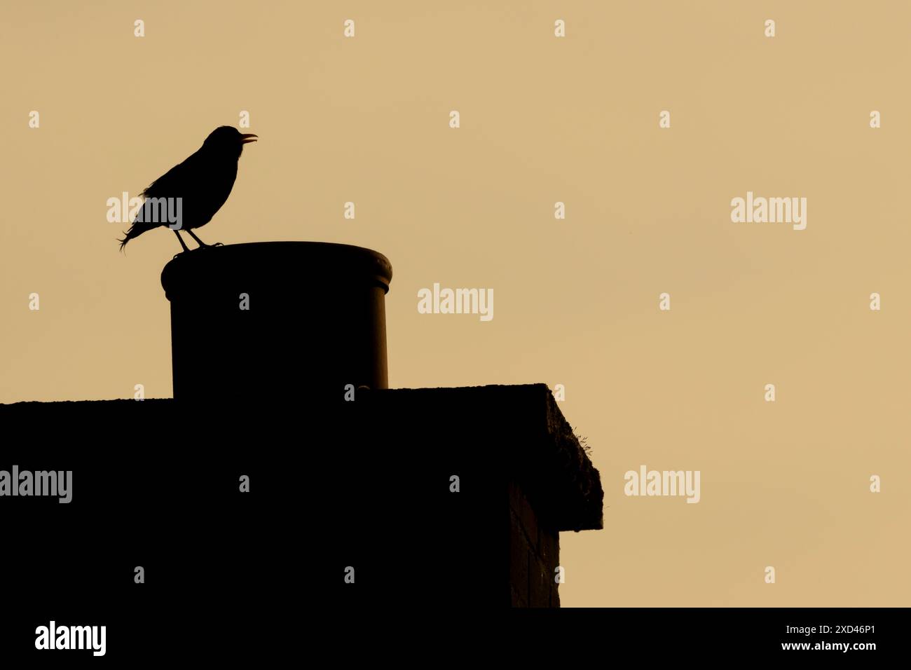 Oiseau noir européen (Turdus merula) oiseau mâle adulte chantant dans un pot de cheminée de maison urbaine au coucher du soleil, Angleterre, Royaume-Uni Banque D'Images