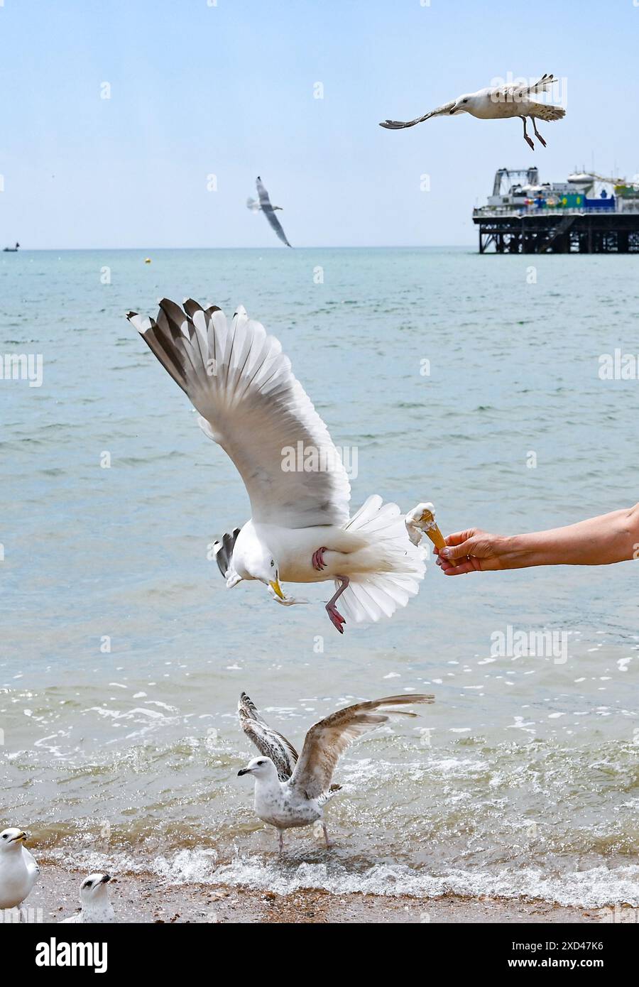 Brighton UK 20 juin 2024 - Une femme essaie de profiter d'une crème glacée tout en pagayant sur la plage de Brighton au soleil avant d'être battue par des goélands alors que le temps chaud est prévu pour la Grande-Bretagne au cours de la semaine prochaine . : Crédit Simon Dack / Alamy Live News Banque D'Images