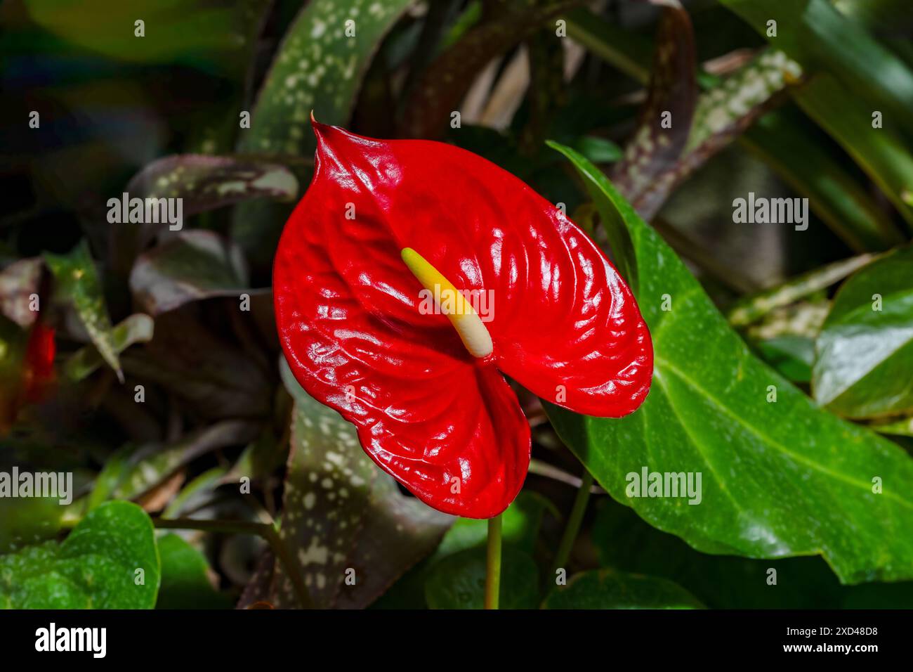 Fleur de flamant rouge vif, Anthurium andraeanum Linden ex André, en KIT jardin botanique Karlsruhe Banque D'Images