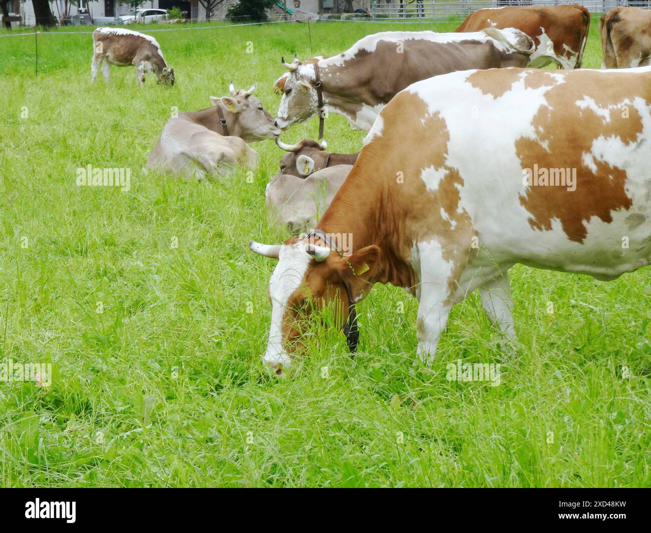 Anton Geisser 20.06.2024 Landwirtschaft Schweiz : Bild : Red Holstein Kuehe auf einer Wiese *** Anton Geisser 20 06 2024 Agriculture Suisse image vaches Red Holstein dans un pré Banque D'Images