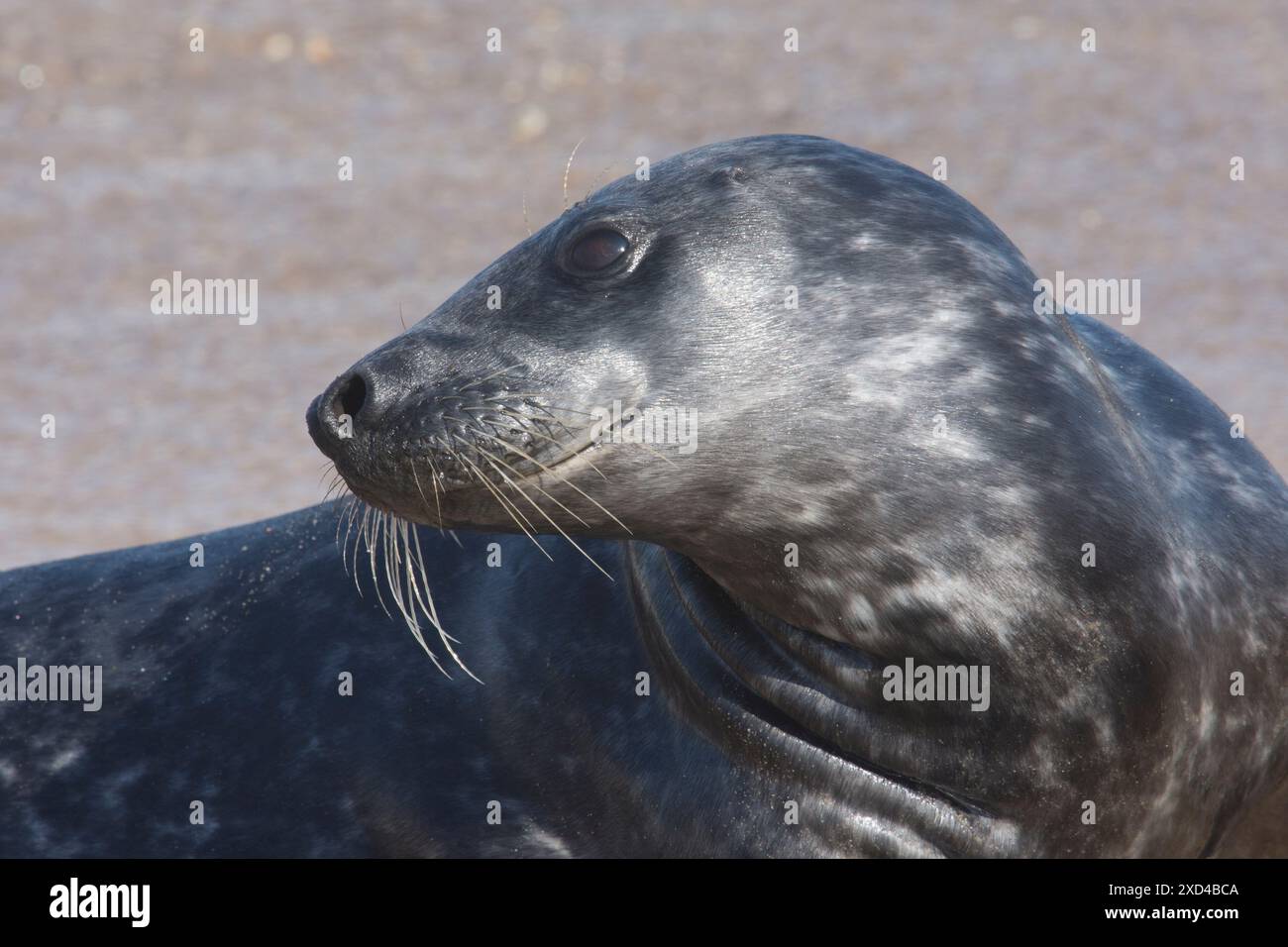 Phoque gris, Halichoerus grypus, portrait de profil de la tête de femelle, Norfolk. Horsey Gap, Royaume-Uni, mai Banque D'Images