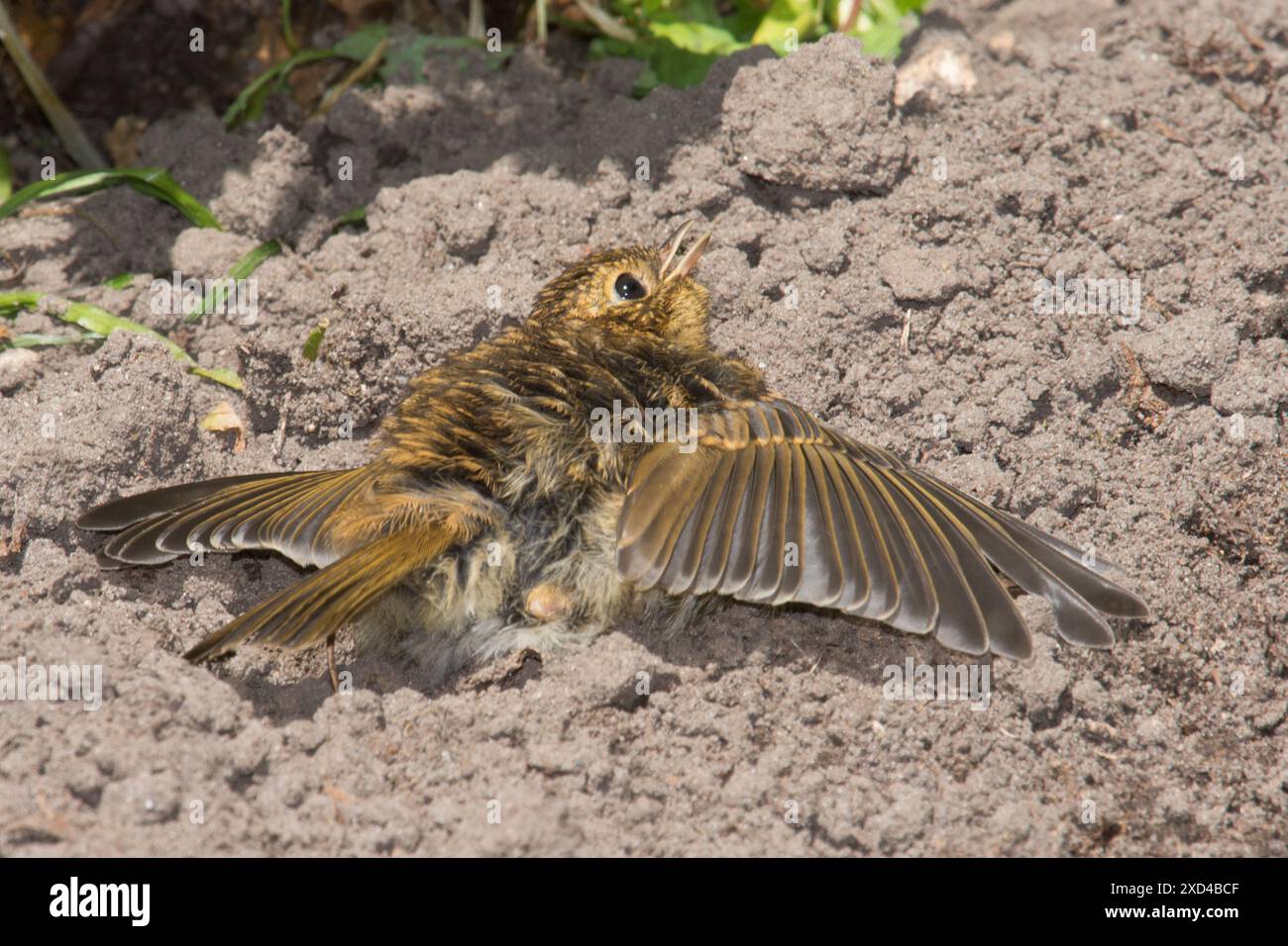 Bébé robin juvénile se bronzant dans un bain de poussière sur le sol étalant ses ailes à plat, Erithacus rubecula, Royaume-Uni Banque D'Images