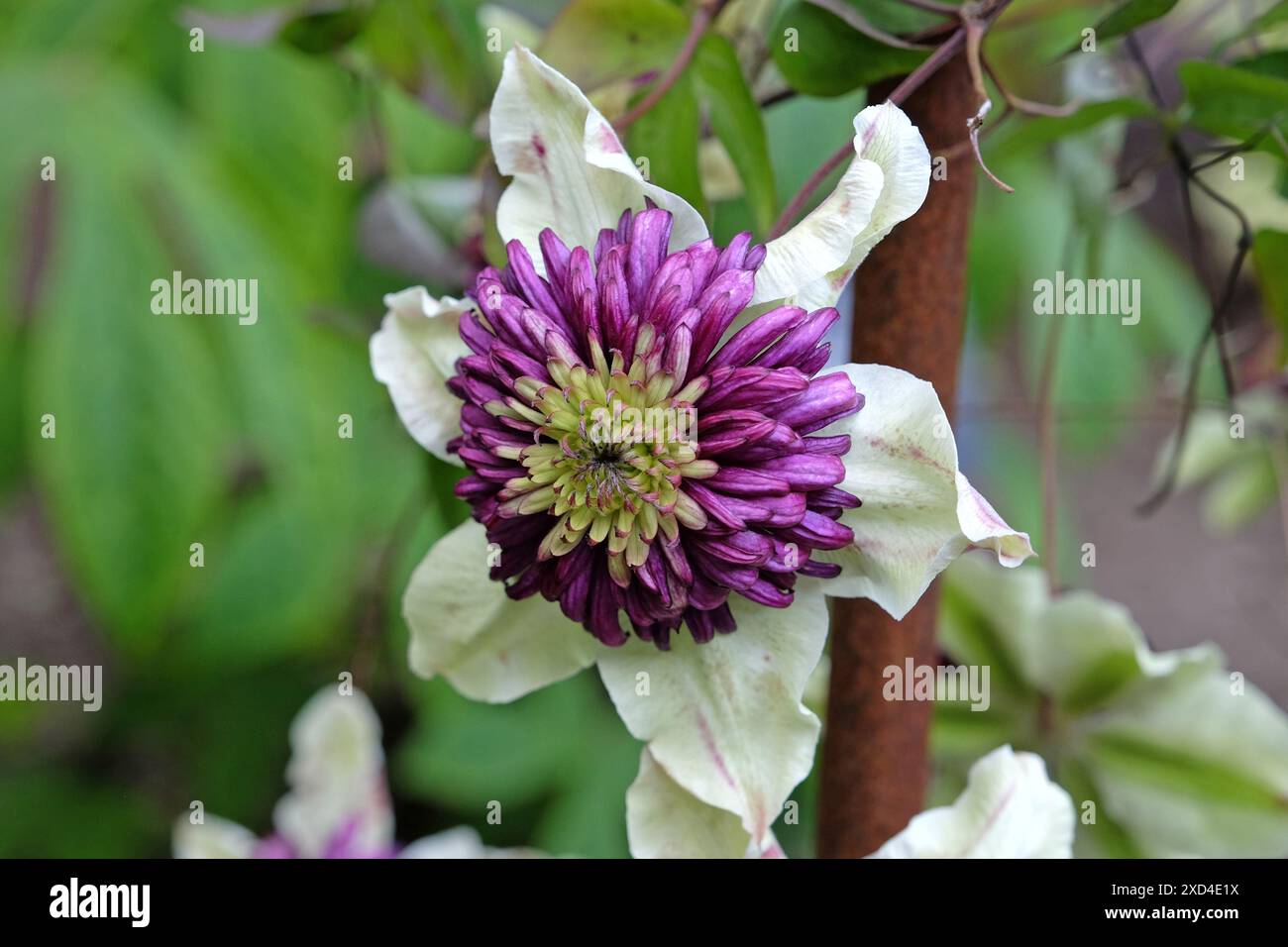 Blanc et violet double Clematis Viennetta en fleur. Banque D'Images