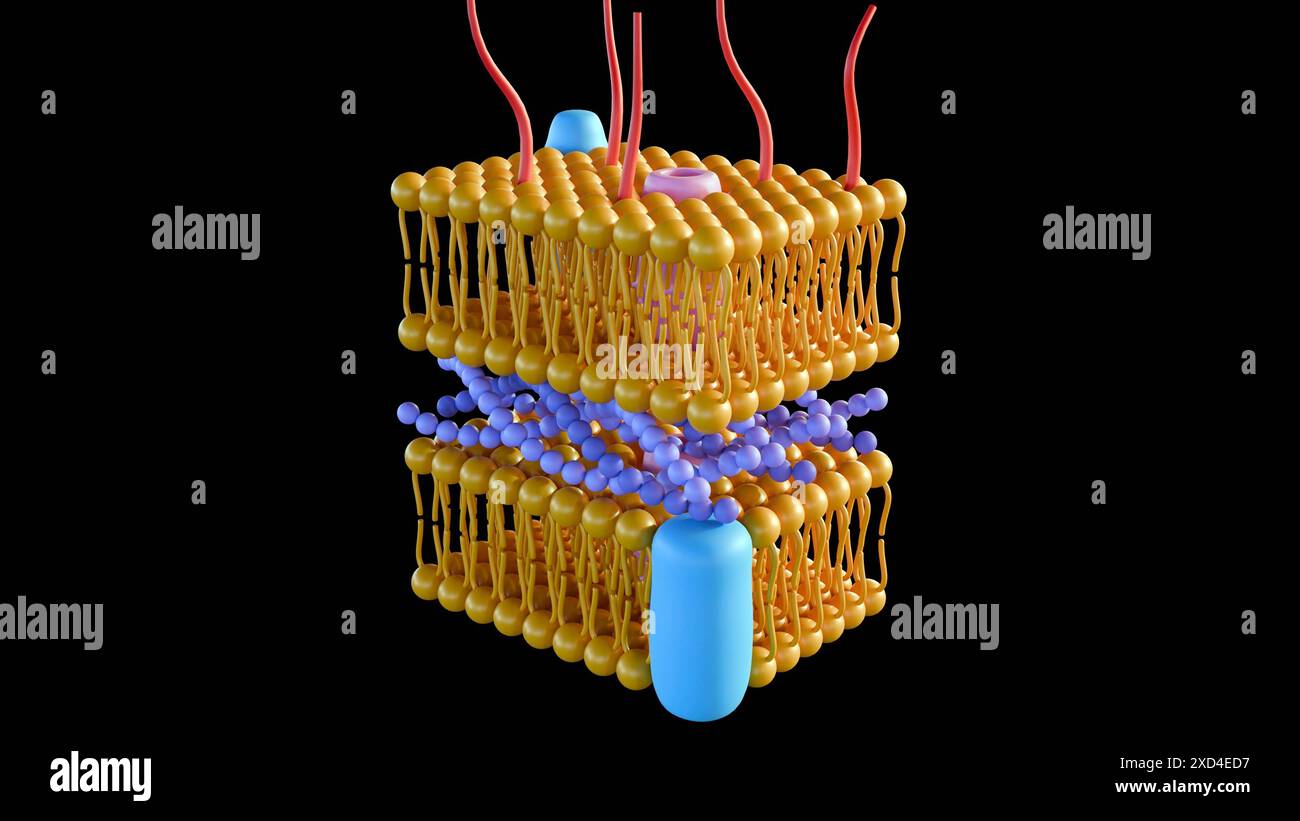 Le rendu 3d des bactéries Gram négatif, ont une paroi cellulaire peptidoglycane mince Banque D'Images